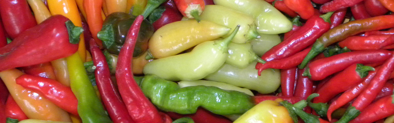 Gemüsepflanzen - Paprika - Chili