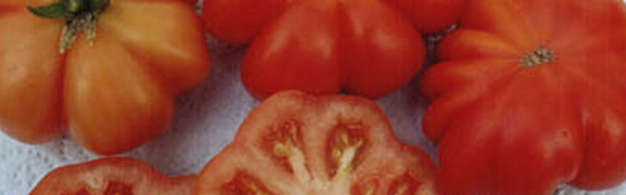 Gemüsepflanzen - Tomaten - Fleischtomaten