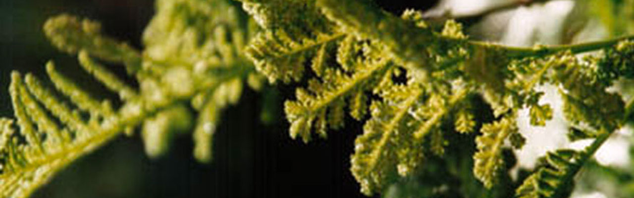 Kräuter - Artemisia