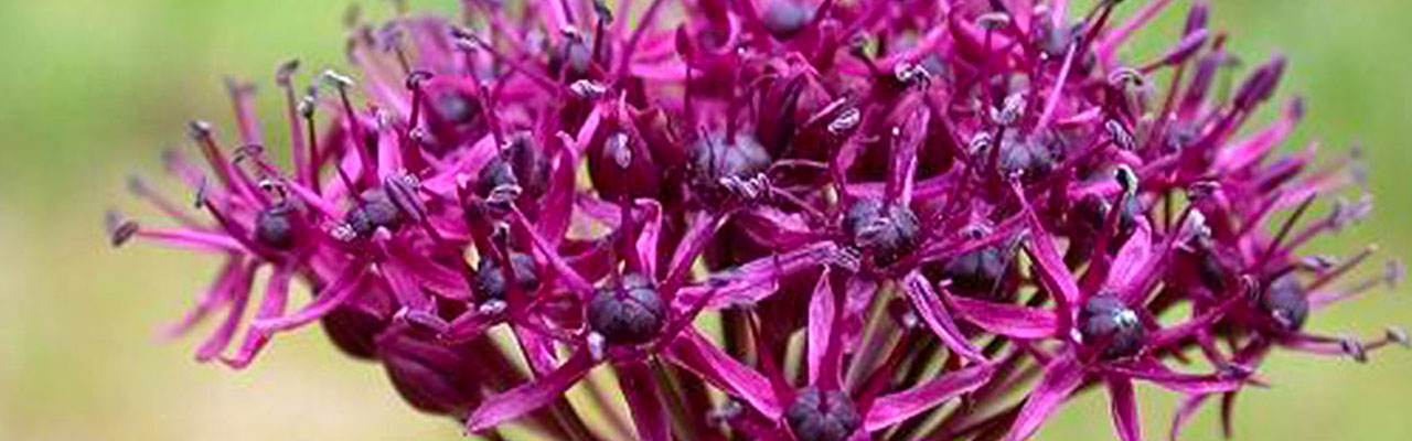 Kräuter - Allium