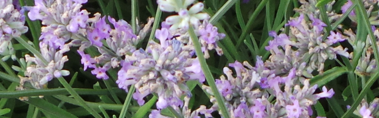 Kräuter - Lavendel