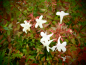 Preview: 00701 / Abelia grandiflora
