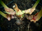 Preview: 00785 / Alpinia galanga-Alpinia officinalis