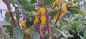 Preview: 00873-1 / Azara dentata