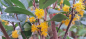 Preview: 00873-1 / Azara dentata