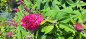 Preview: 10002 / Buddleja davidii-Butterfly Candy 'Little Ruby'