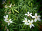Preview: 10701 / Choisya ternata 'White Dazzler'