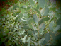 Preview: Bild zu Eucalyptus, Mostgummibaum