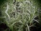 Preview: 15179 / Helichrysum italicum