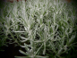 Preview: 15181 / Helichrysum italicum ssp. serotinum