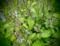 Preview: 16105 / Isodon rubescens