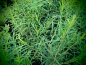 Preview: 18220 / Melaleuca alternifolia