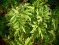 Preview: 22224 / Rubus fruticosus 'Oregon Thornless'