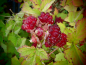 Preview: 22226 / Rubus fruticosus 'Dorman Red'