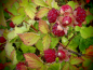 Preview: 22226 / Rubus fruticosus 'Dorman Red'