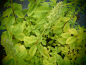 Preview: 24331 / Syncolostemon rotundifolius