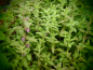 Preview: Bild zu Knoblauch-Gamander