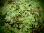 Preview: 25305-1 / Thymus praecox 'Mountain Select'