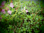 Preview: 25311 / Thymus serphyllum 'Creeping Red'