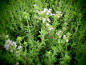 Preview: 25320-2 / Thymus vulgaris 'Faustini'
