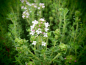 Preview: 25320-2 / Thymus vulgaris 'Faustini'