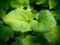 Preview: 26011 / Valeriana officinalis