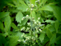 Preview: 8513 / Artemisia douglasiana