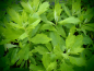 Preview: 8513 / Artemisia douglasiana