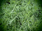 Preview: 8522 / Artemisia glacialis