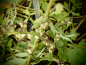 Preview: 8526 / Artemisia lactiflora 'Elfenbein'