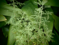 Preview: 8556 / Artemisia pontica