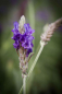Preview: Bild zu Kanarischer Lavendel