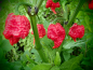 Preview: Bild zu Caribbean Red