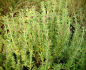 Preview: 25320-2 / Thymus vulgaris 'Faustini'