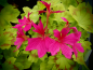 Preview: G230 / Pelargonium Damilola