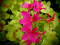 Preview: G230 / Pelargonium Damilola