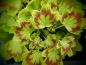 Preview: G230 / Pelargonium Damilola