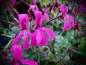 Preview: Bild zu Spezies Pelargonie