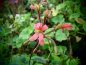 Preview: Bild zu Zonal-Pelargonie