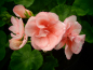 Preview: G299-2 / Pelargonium Janet Hoffmann