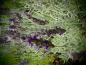 Preview: LA188 / Lavandula x heterophylla 'Goodwin Creek'