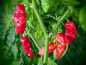 Preview: P3206 / Naga Morich
