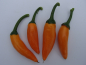 Preview: P3043 / Bulgarian Carrot
