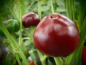 Preview: Bild zu Chocolate Cherry