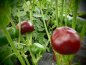 Preview: P3060 / Chocolate Cherry