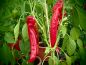 Preview: Bild zu Rotes Ziegenhorn - Corno di Toro Red