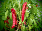 Preview: P3081 / Rotes Ziegenhorn