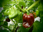 Preview: Bild zu Habanero Chocolata