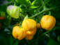 Preview: P3127 / Habanero Gold