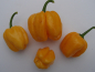 Preview: P3127 / Habanero Gold